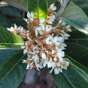 loquat