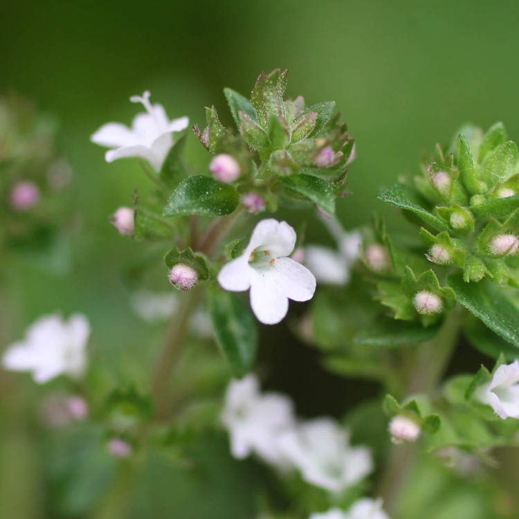 thyme