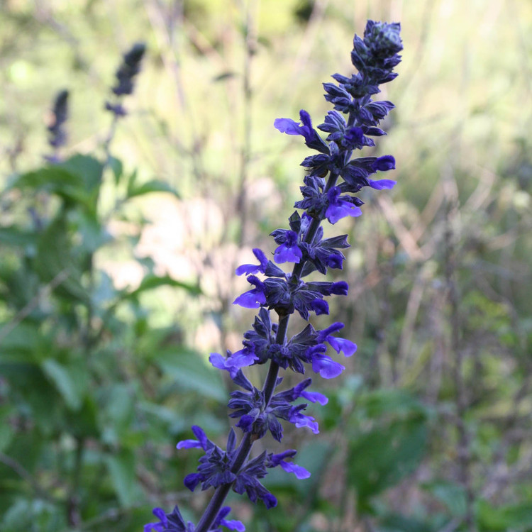 Salvia chamaedryoides