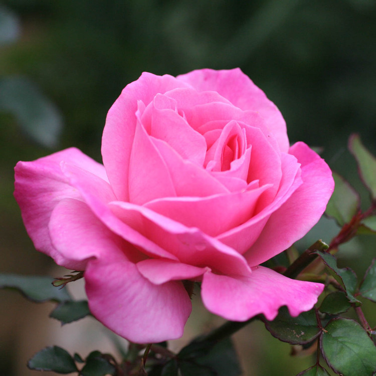 Santa Barbara Flower Essences Natural Organic BioGenesis Healing santa-barbara-flower-essences-natural-organic-biogenesis-healing