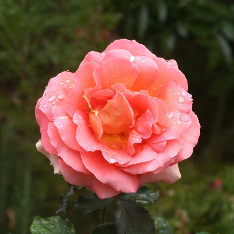 Santa Barbara Flower Essences Natural Organic BioGenesis Healing santa-barbara-flower-essences-natural-organic-biogenesis-healing