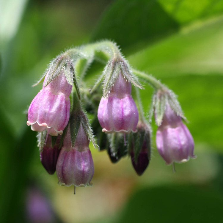 comfrey flower