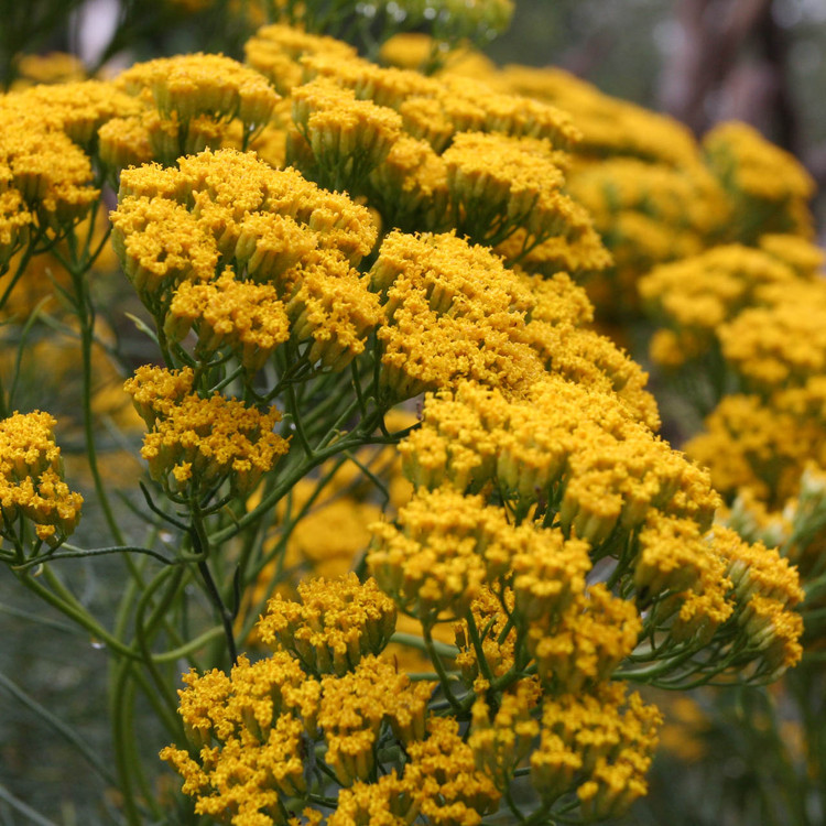 yellow blossoms