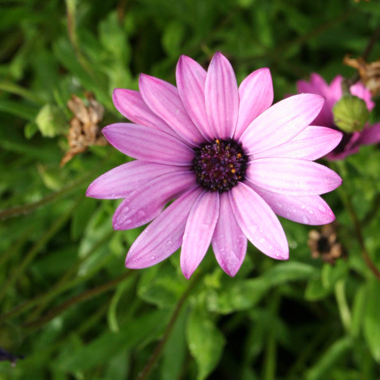 dimorphoteca aurantiaca