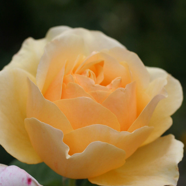 rose yellow