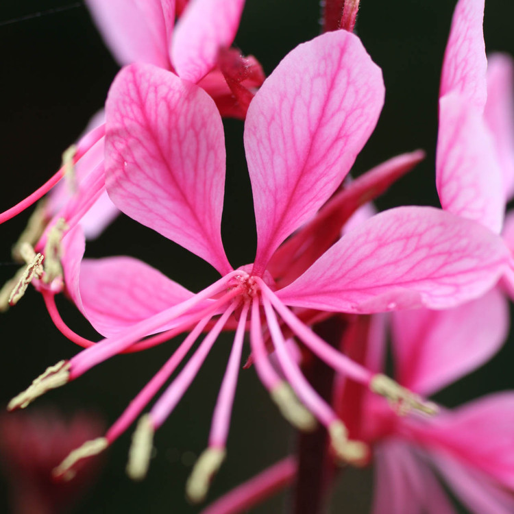 Gaura ‘passionate rainbow’