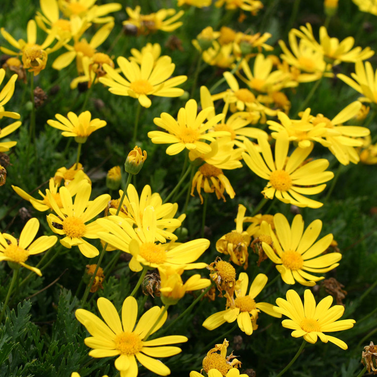 Euryops