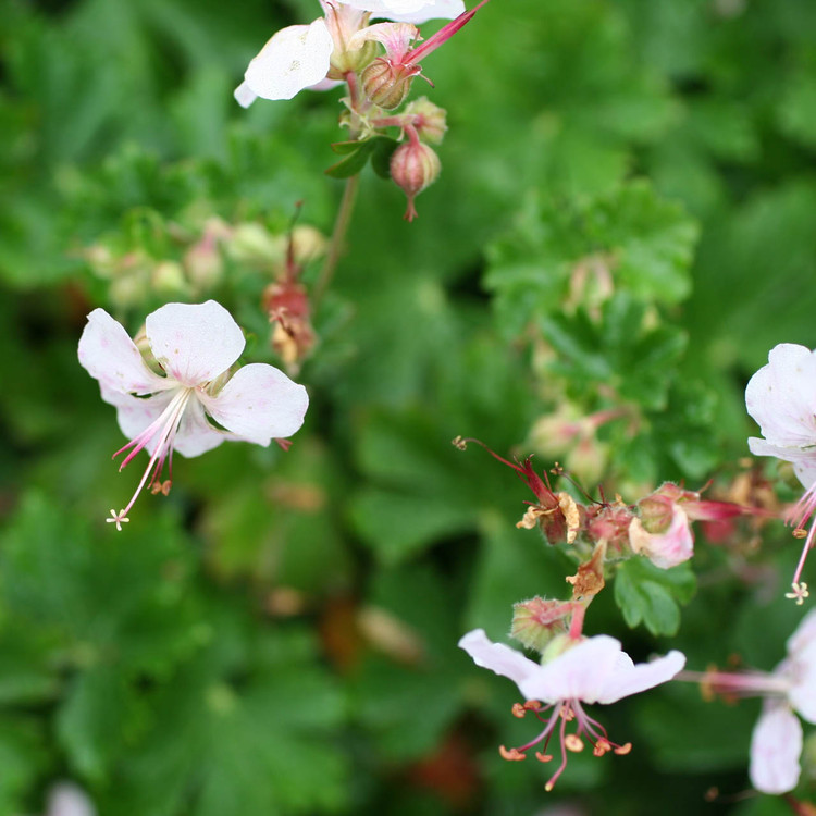 Geranium x cantabrigiense ‘Biokovo’