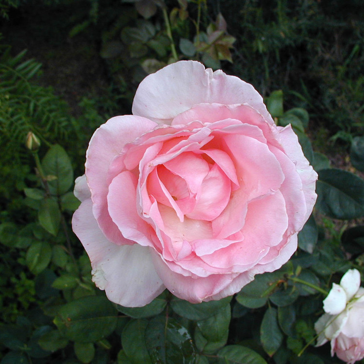 large pink rose