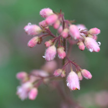 heuchera