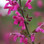 salvia buchananii