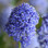ceanothus