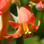 Cotyledon orbiculata