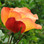 Austrian Copper Rose