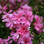Pink Geranium