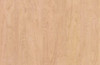 Pionite High Pressure Laminate Amber Curly Maple WM221 Vertical Suede HPL 4' x 8'