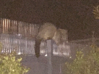 Australian Possums Friend or foe?