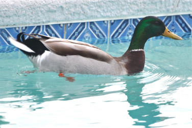 How To Get Rid Of Wild Ducks