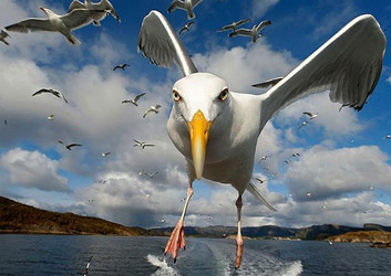 Pesky Seagulls How to Win the Battle