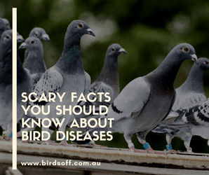 Scary Facts you Should Know about Bird Diseases