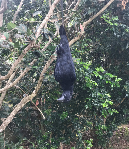 Dead Crow Decoy - Visual Deterrent