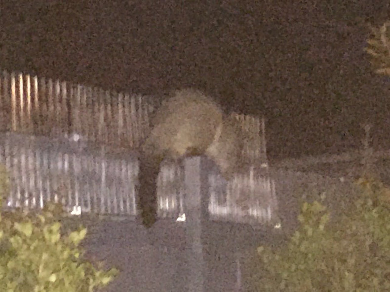 Australian Possums Friend or foe?