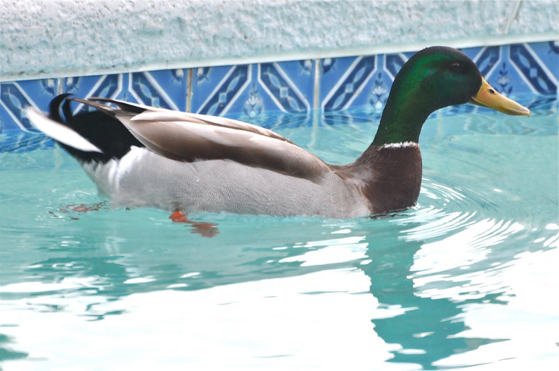 How To Get Rid Of Wild Ducks