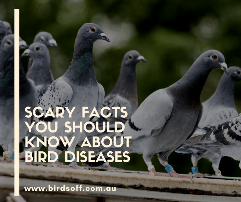 Scary Facts you Should Know about Bird Diseases