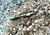 PAMAX XSlick Metallic OD/Green Bolt Carrier Group