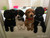 CollarSafe SET OF (12) Soft Nylon Puppy ID "Snap" Buckle Collars for Puppy Identification - FREE SHIPPING - NO TAX