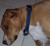 CollarSafe Durable 1 inch Wide Basic Replacement Collar - Fits MOST (not all) modules requiring holes - for your dog's PetSafe® & other brands, wireless containment, electric fence, training/bark systems 