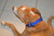 80 lb lab mix, notice how WIDE this collar is. It is made specifically for very BIG DOGS!