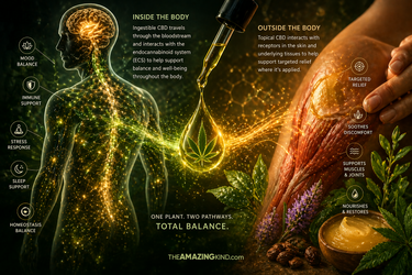 The Science of CBD: How Topical and Ingestible CBD Work in Your Body | Amazing Kind