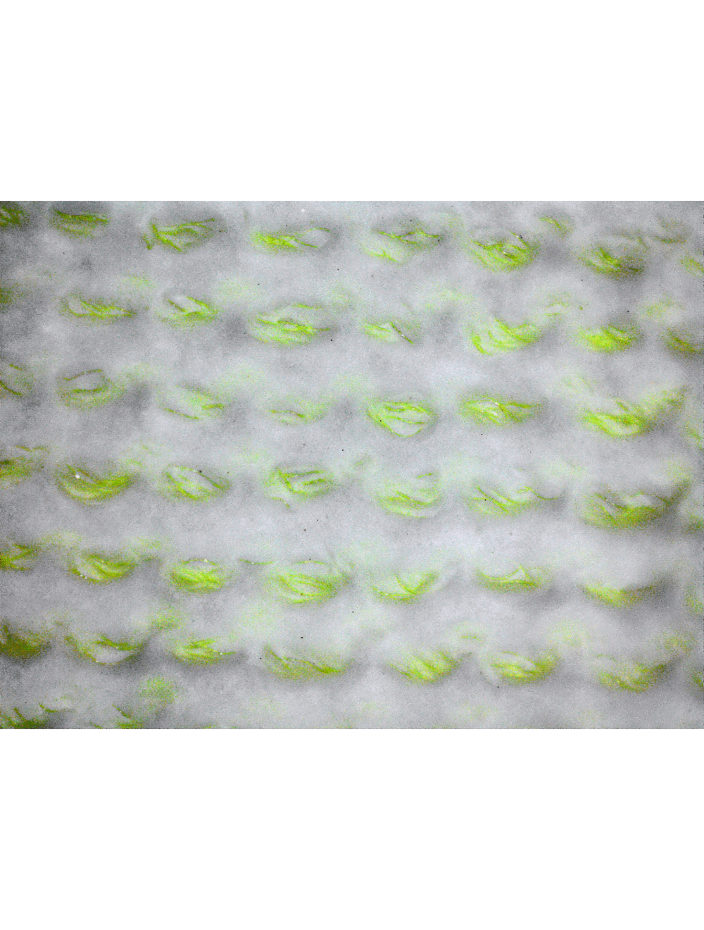 Global Glove PUG-118 - Samurai Glove - High-Visibility PU Coated Cut  Resistant A4 Glove