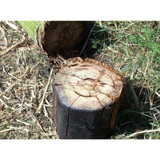 Morethanawoodsplitter cross cuts hard wood and soft wood and leaves a clean cut