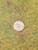 M4E -Blight - Round - Set of 5