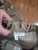 Tru Spec Multicam Arid ACU Pants, Medium Long (GARAGE SALES)