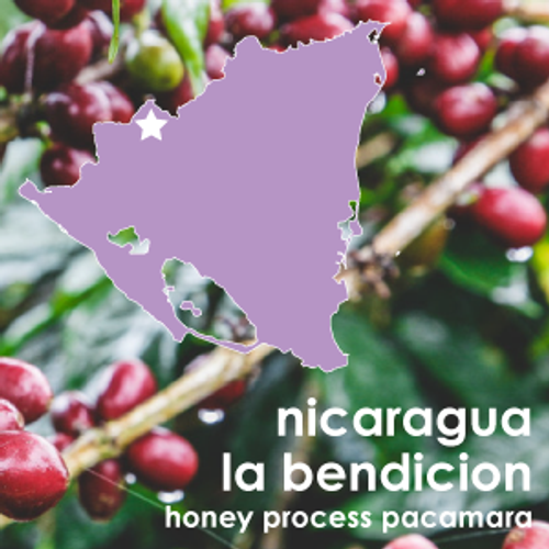 Nicaragua la Bendición Honey Process Pacamara