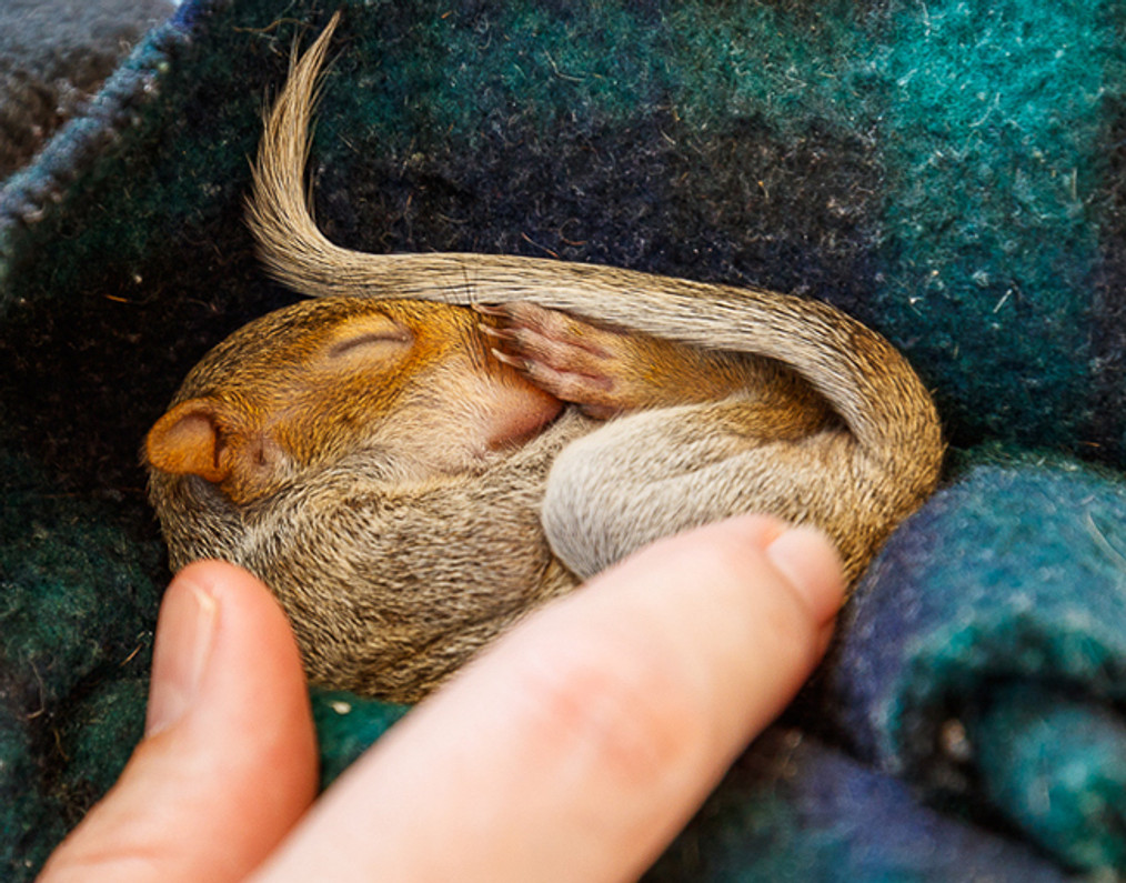 baby squirrel care