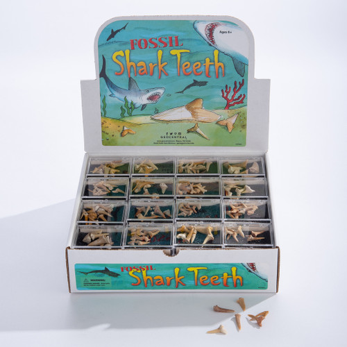 Fossil Shark Teeth Fossil Shark Teeth
