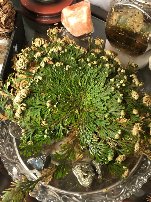 Plant - Rose of Jericho Plant - Rose of Jericho