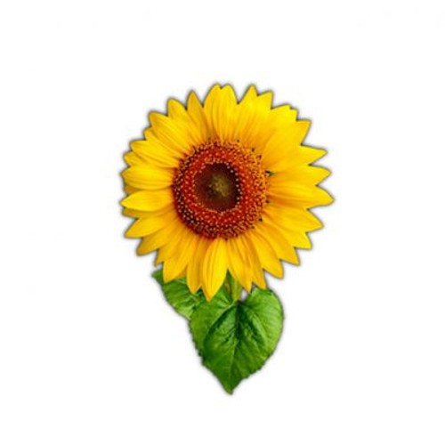 Magnet/Wooden - Vibrant Sunflower Magnet/Wooden - Vibrant Sunflower