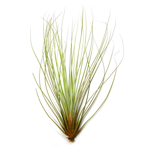 Air Plant - Tillandsia Juncifolia