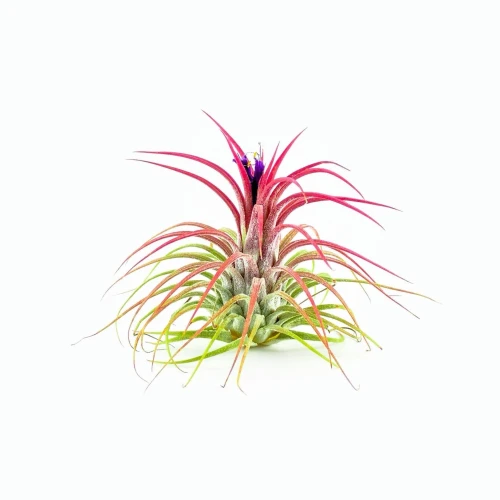 Air Plant - Tillandsia ionantha