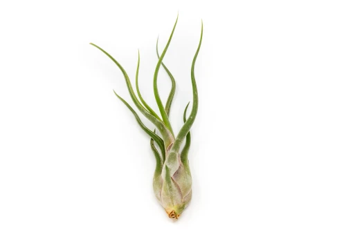 Air Plant - Tillandsia Caput Medusa/Medium