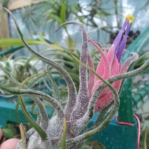 Air Plant - Tillandsia Pruinosa
