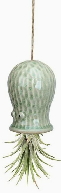 Air Plant Buddy - Light Blue