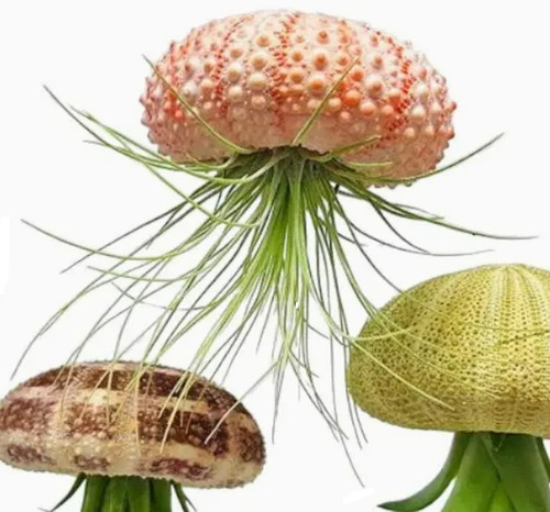 Air Plant w/ Sea Urchin - Pink