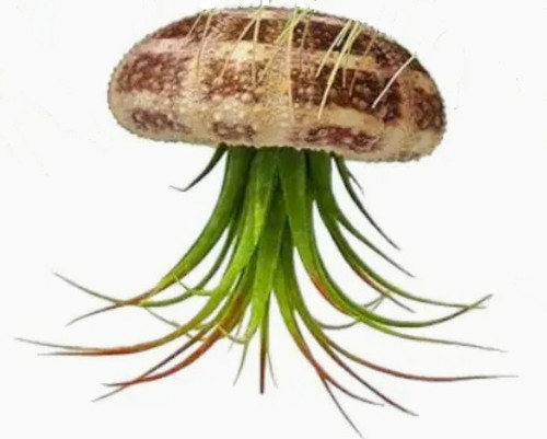 Air Plant w/ Sea Urchin - Striped