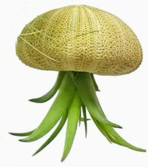 Air Plant w/ Sea Urchin - Green